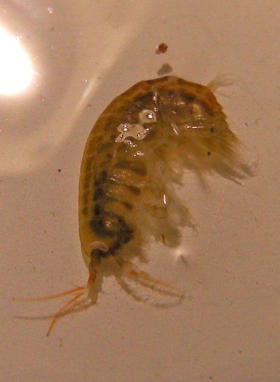 Crostacei dalle Saline di Cervia